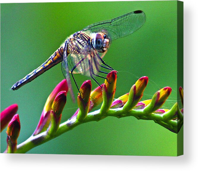 Animals Acrylic Print featuring the photograph Dragonfly by Jean Noren