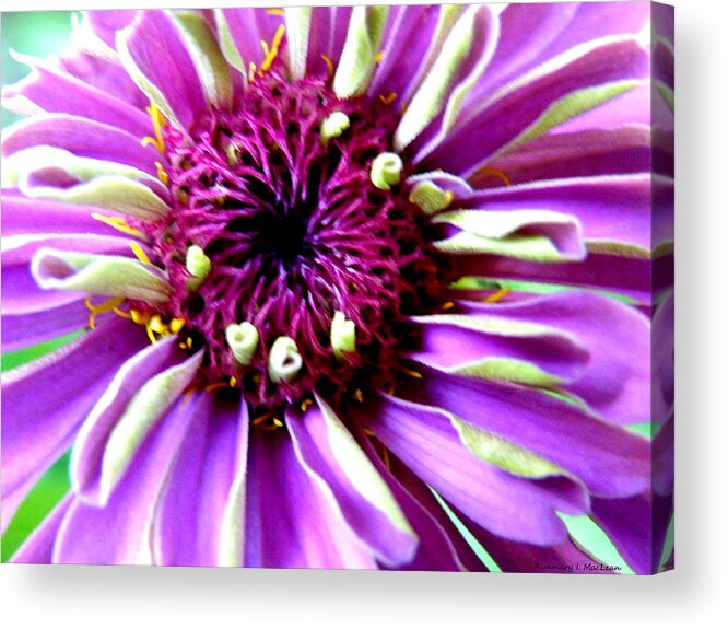 Botanical Acrylic Print featuring the photograph Dream Flower by Kimmary MacLean
