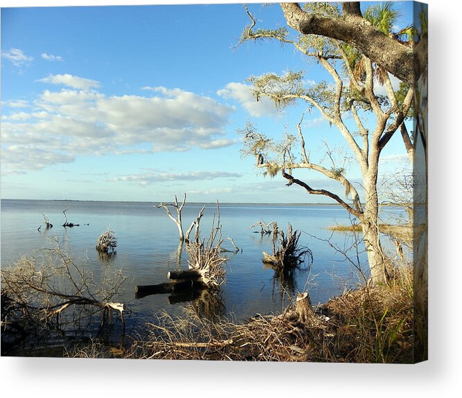 Driftwood Acrylic Print featuring the photograph Driftwood Landscape 1 by Sheri McLeroy
