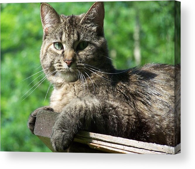 Cat Acrylic Print featuring the photograph Echoe 3 by Kim Galluzzo