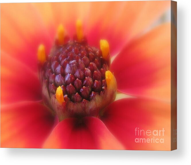 Flower Acrylic Print featuring the photograph Electric by Holy Hands