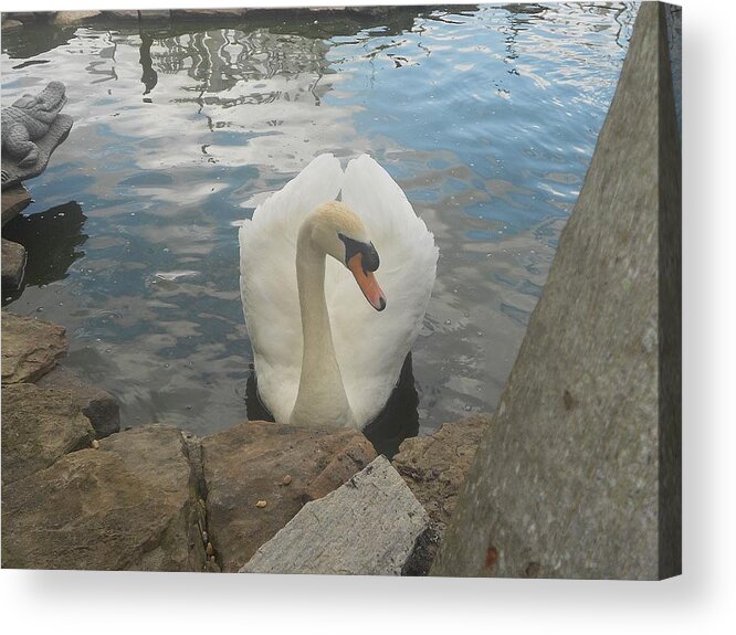 Swan Acrylic Print featuring the photograph Elegance by Sheila Silverstein