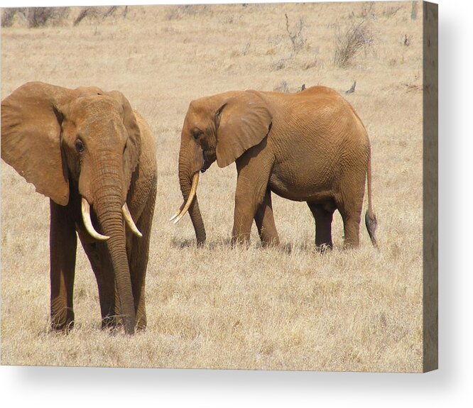 Animal Acrylic Print featuring the photograph Elephants by Ellie Coombes