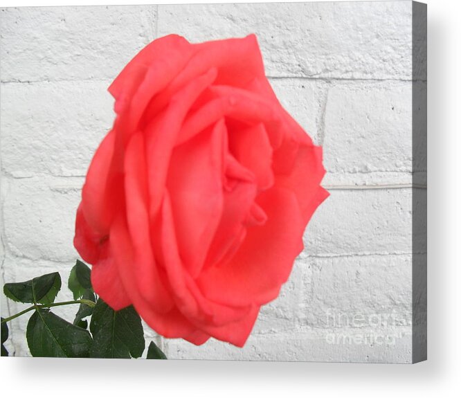Rose Acrylic Print featuring the photograph Enhanced Color by Kip Vidrine