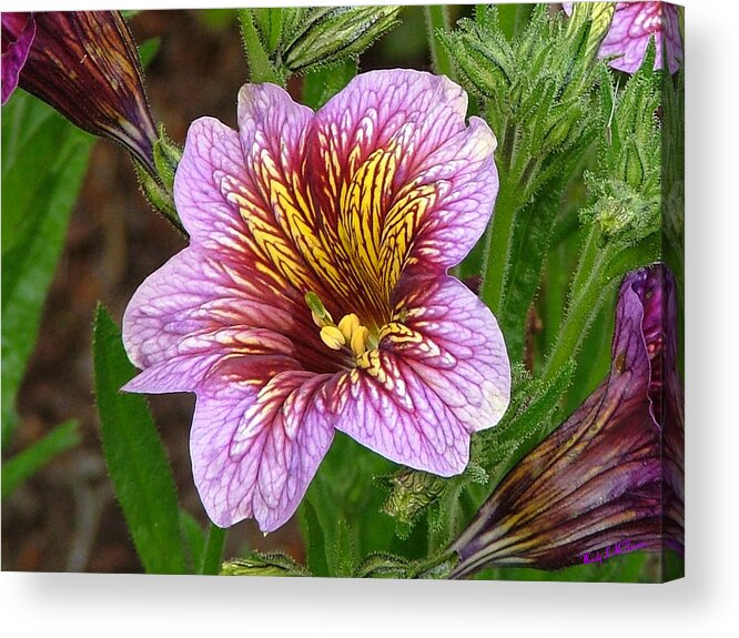 Flower Canvas Prints Acrylic Print featuring the photograph Exploding Beauty by Wendy McKennon