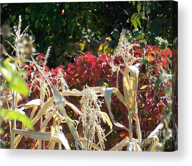 Fall Colors Acrylic Print featuring the photograph Fall Harvest of Color by Dorrene BrownButterfield