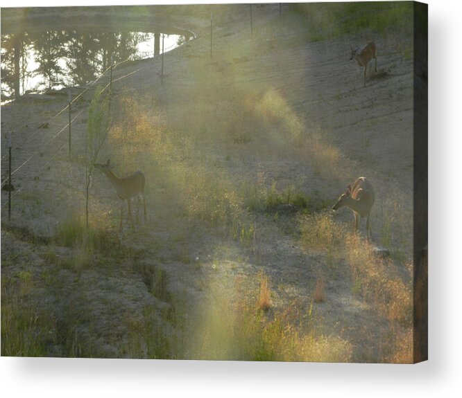 Landscape Acrylic Print featuring the photograph Feeding In Light Of Early Morning by Debbi Saccomanno Chan