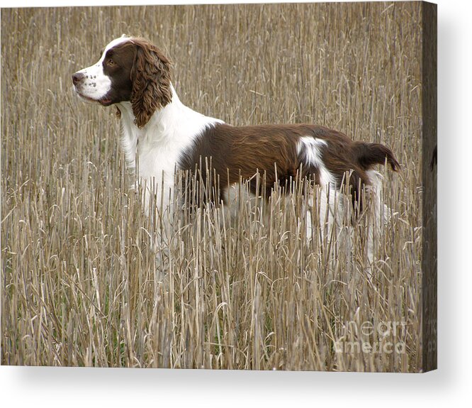 English Springer Spaniel Acrylic Print featuring the photograph Field Bred Springer Spaniel by Angie Rea