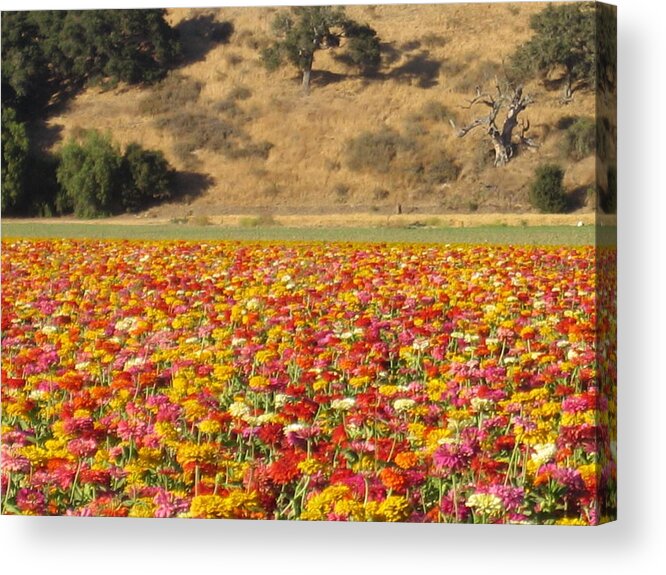 Solvang Acrylic Print featuring the photograph Field of Flowers Solvang California by John Shiron