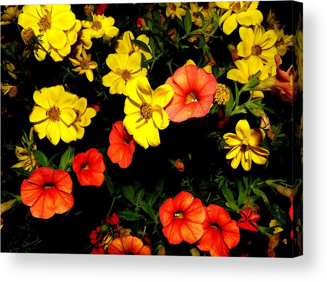 Flowers Acrylic Print featuring the photograph Fire Colors by Kim Galluzzo