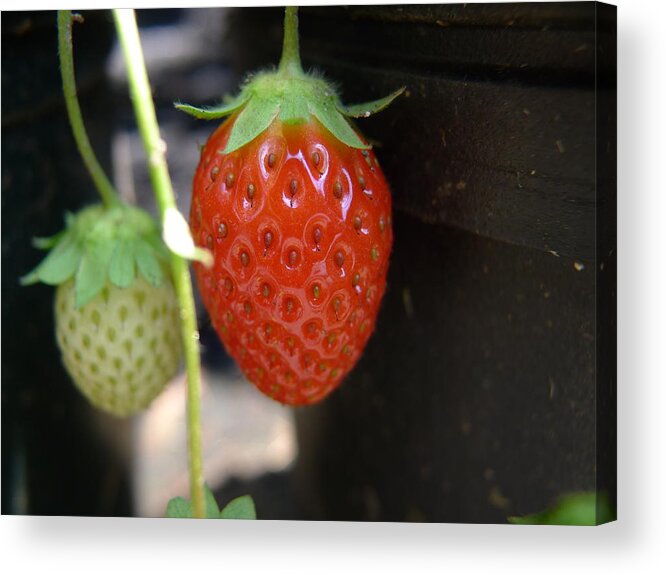 Strawberry Acrylic Print featuring the photograph First of the year by Richard Reeve