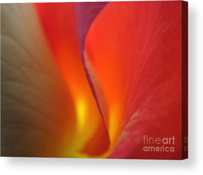 Rose Acrylic Print featuring the photograph Flame by Stacey Zimmerman