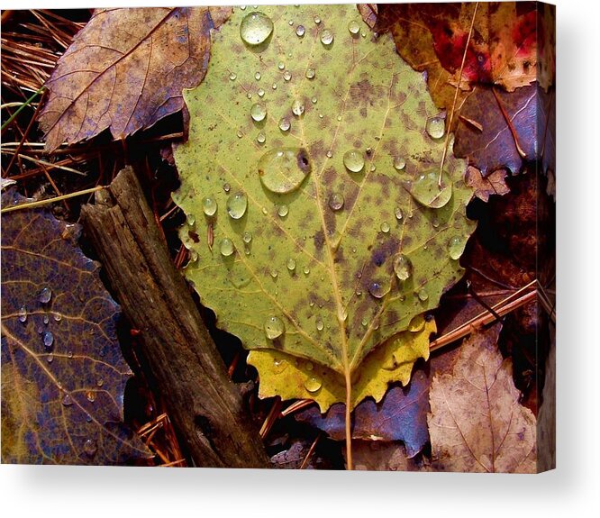 Autum Acrylic Print featuring the photograph FLORA Autumn leaves on the forest floor by William OBrien