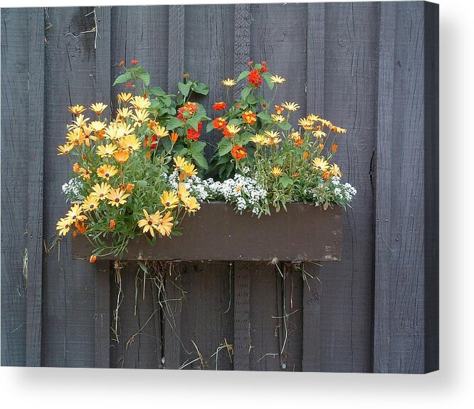 Flowers Acrylic Print featuring the photograph FLOWERS Summer Blooms on the Barn by William OBrien