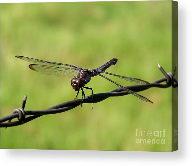 Dragonfly Acrylic Print featuring the photograph Fly Away Dragonfly by Kathy White