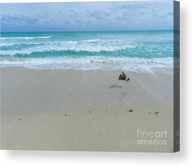 Bird Acrylic Print featuring the photograph Flying Low by Tammy Chesney