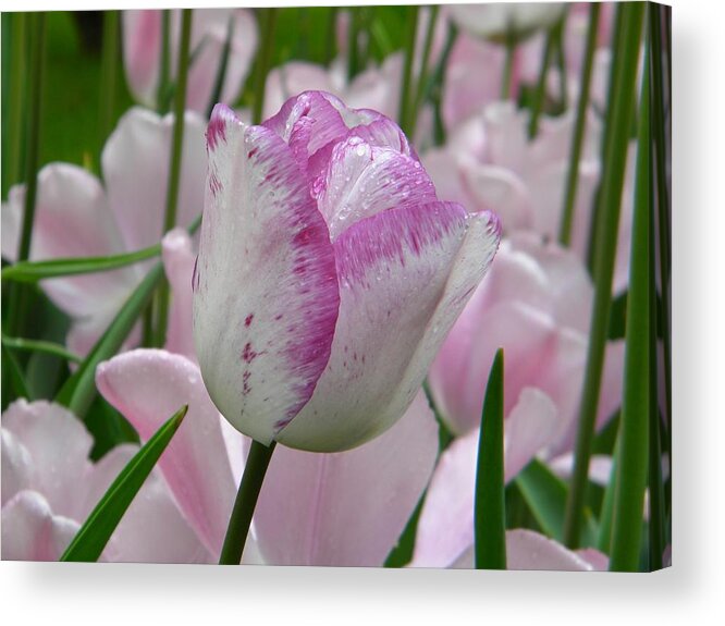 Tulip Acrylic Print featuring the photograph Fresh pink by Manuela Constantin