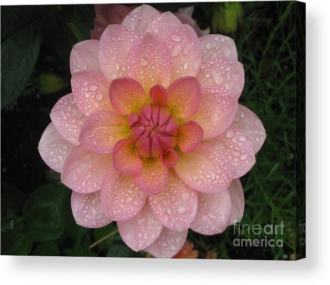 Flower Acrylic Print featuring the photograph Fresh by Holy Hands