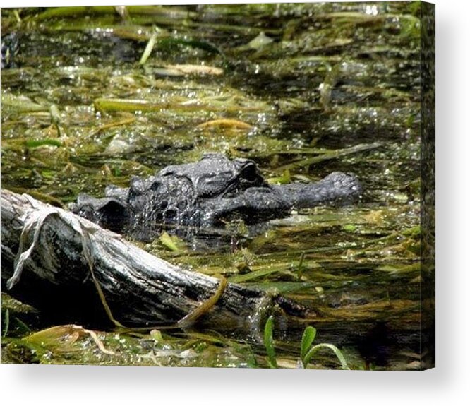 Alligator Acrylic Print featuring the photograph Gator by Kim Galluzzo