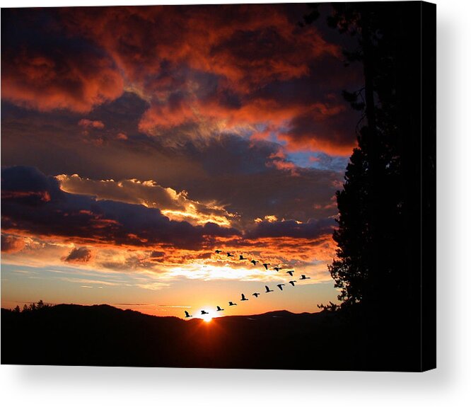 Clouds Acrylic Print featuring the photograph Geese Flying At Sunset by Shane Bechler