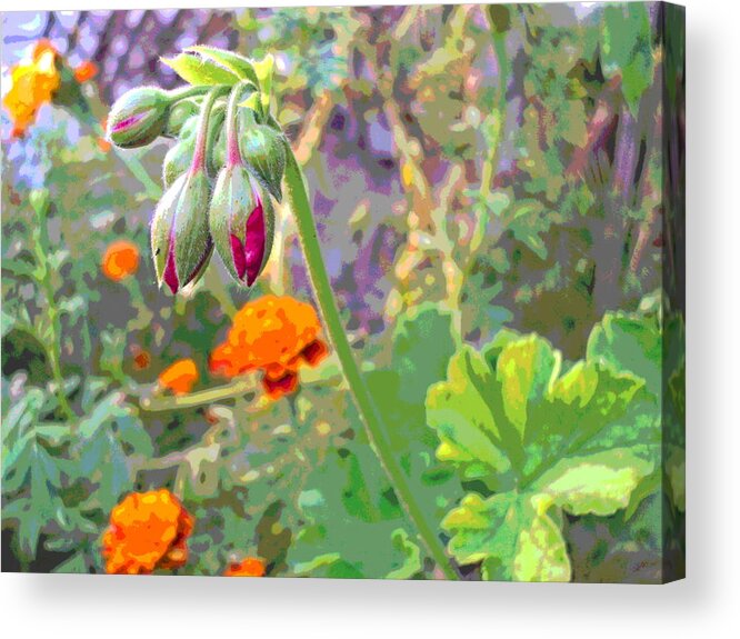 Geranium Buds Acrylic Print featuring the photograph Geranium Buds and Marigolds by Padre Art