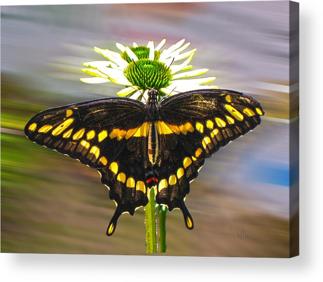 Butterfly Acrylic Print featuring the photograph Giant Swallowtail 2 by Marie Morrisroe