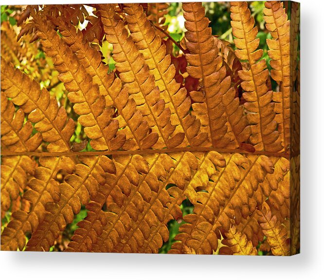 Fern Acrylic Print featuring the photograph Gold Leaf by William Fields