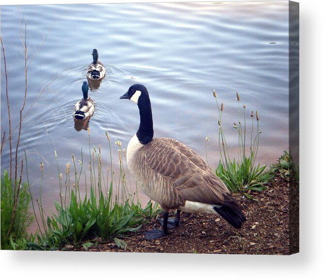 Goose Acrylic Print featuring the photograph Goose and Ducks by Kelly Hazel