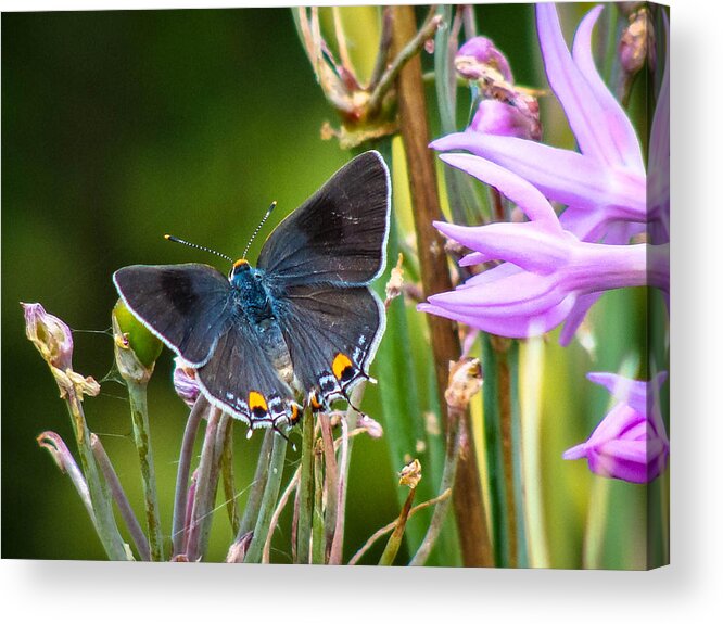 Gray Hairstreak Acrylic Print featuring the photograph Gray Hairstreak Butterfly by Stacy Michelle Smith