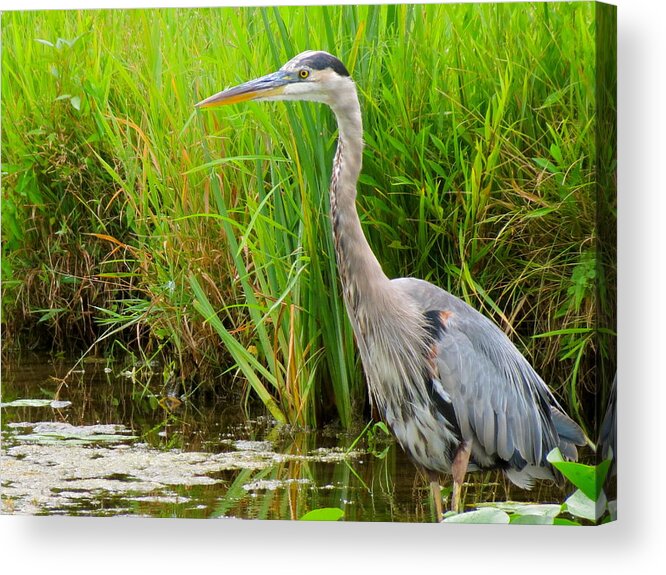 Water Bird Acrylic Print featuring the photograph Great Blue Heron by Azthet Photography