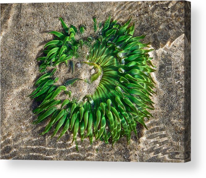 Sea Acrylic Print featuring the photograph Green Sea Anemone by Diana Hatcher