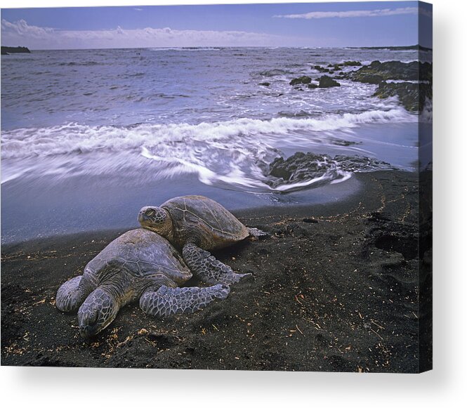 Mp Acrylic Print featuring the photograph Green Sea Turtle Chelonia Mydas Pair by Tim Fitzharris