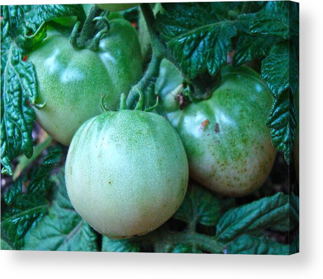 Green Acrylic Print featuring the photograph Green Tomatoes on the Vine by Carol Senske