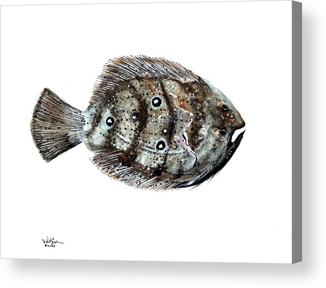 Flounder Acrylic Print featuring the painting Gulf Flounder by J Vincent Scarpace