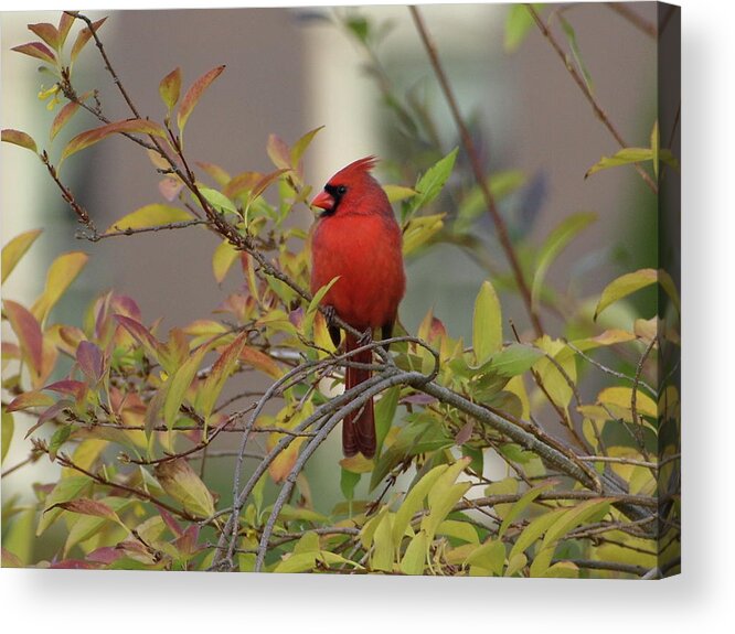 Cardinal Acrylic Print featuring the photograph Handsome Cardinal by Jeffrey Peterson