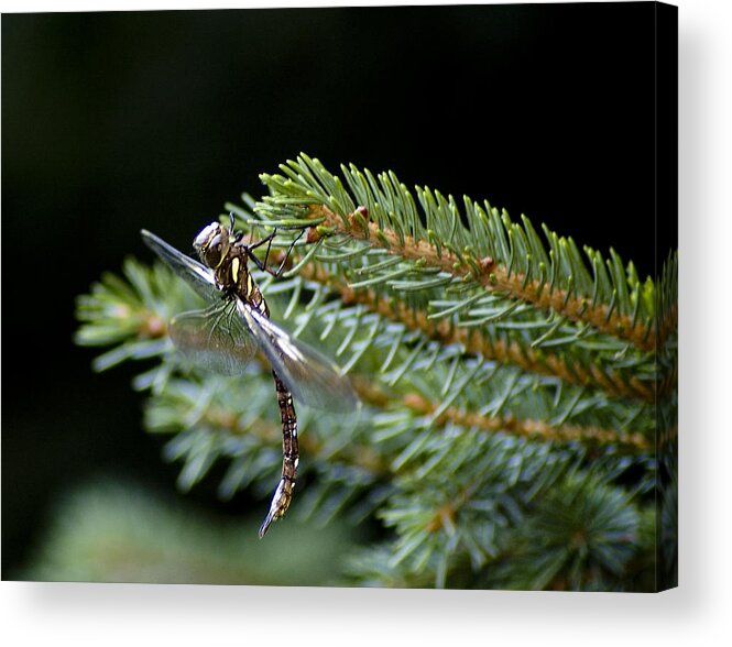 Dragonfly's Acrylic Print featuring the photograph Hanging around-Fawn Darner by Wade Clark