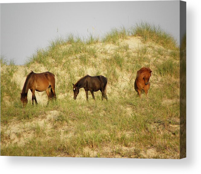 Dunes Acrylic Print featuring the photograph Hanging out on the dunes living free by Kim Galluzzo