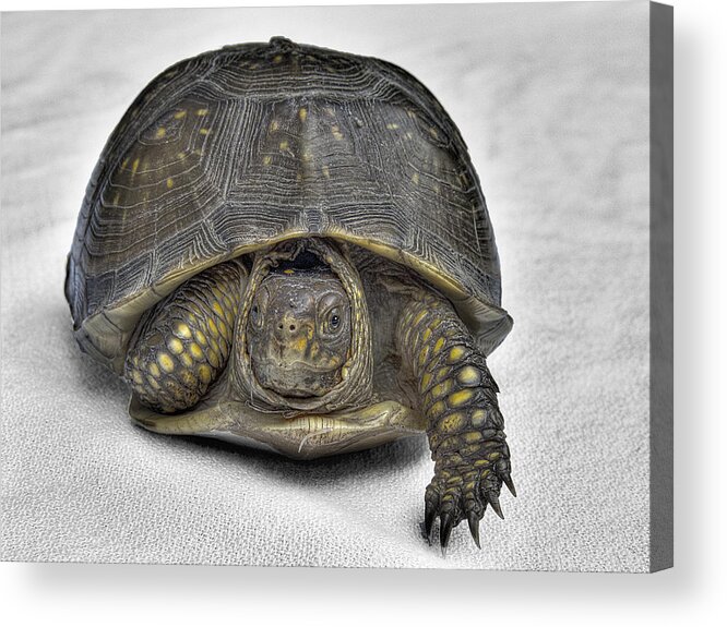 Hare-less Tortoise Acrylic Print featuring the photograph Hare-Less Tortoise by William Fields