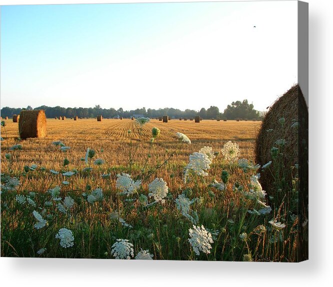 Hay Acrylic Print featuring the mixed media Hay Rolls and Queen Annes Lace at Sunrise by Bruce Ritchie