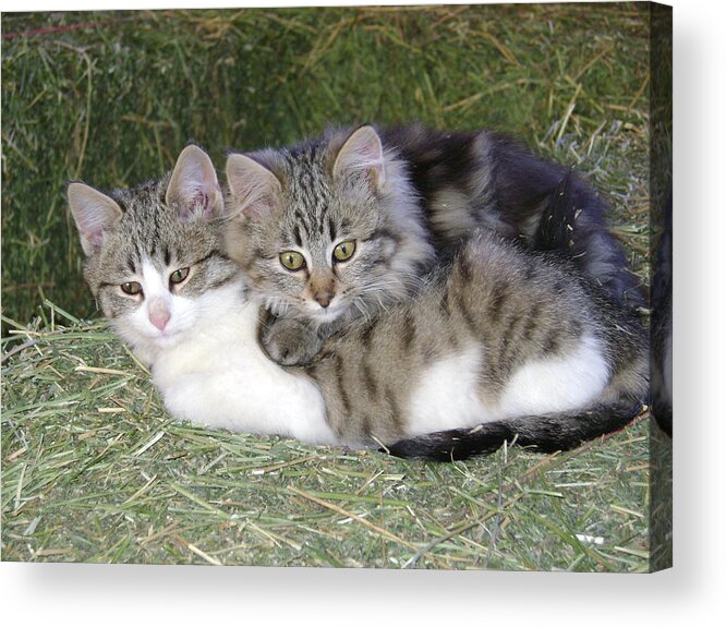 Cat Acrylic Print featuring the photograph Haystack Buddies by Charles and Melisa Morrison