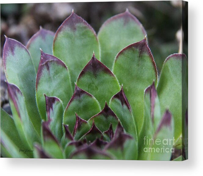 Hens And Chicks Plant Acrylic Print featuring the photograph Hens and Chicks by Yumi Johnson