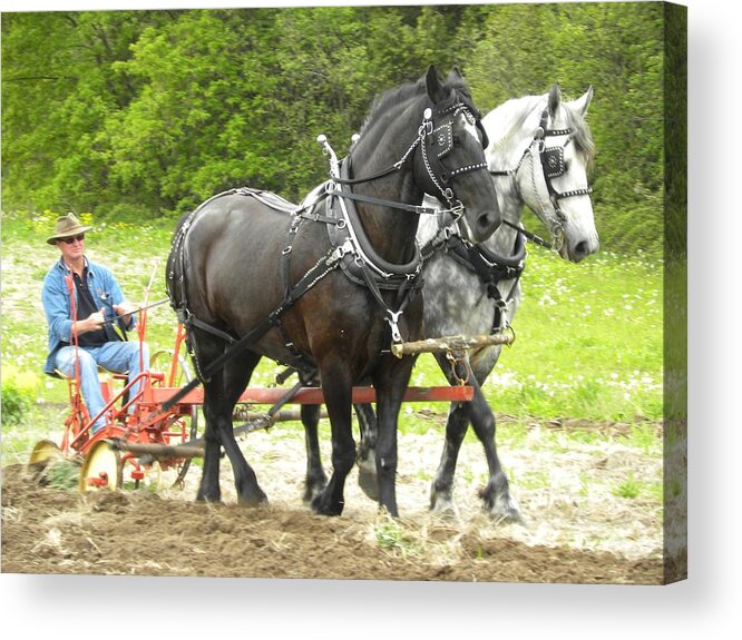 Percherons Acrylic Print featuring the photograph Horse Power 2 by Peggy McDonald