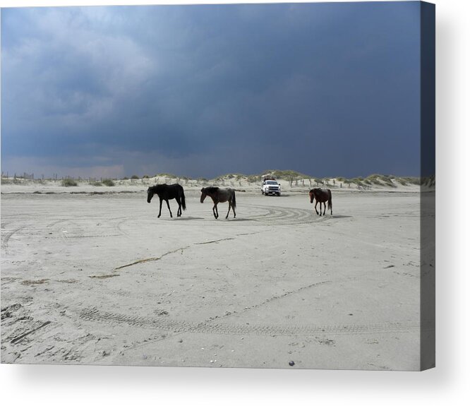 Wild Acrylic Print featuring the photograph Hurry Their Is A Storm Coming by Kim Galluzzo