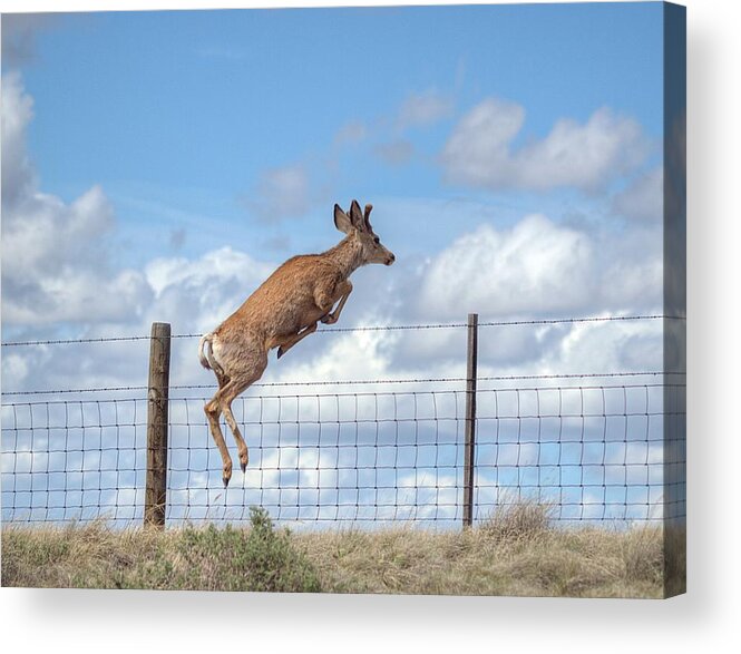 Deer Acrylic Print featuring the photograph I Am Outta Here by HW Kateley