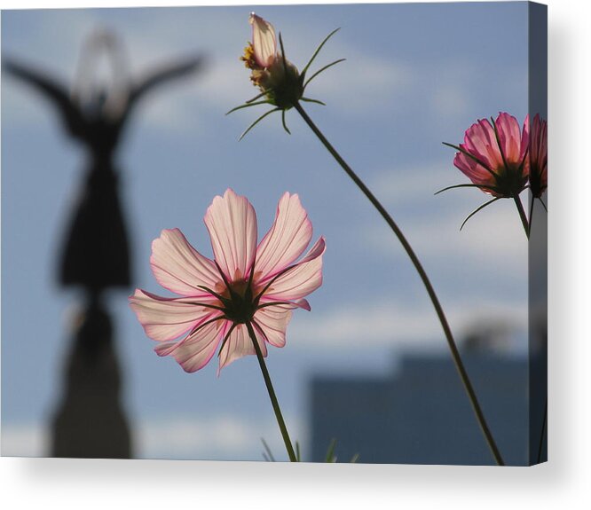 Angel Acrylic Print featuring the photograph I see Angel by Alfred Ng