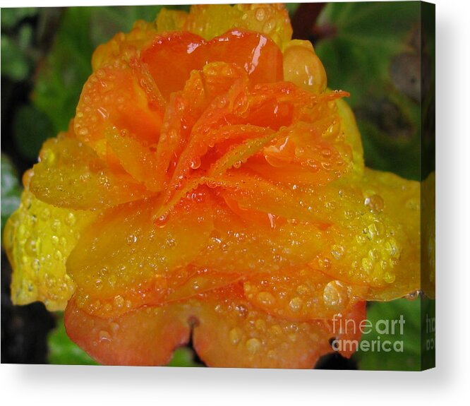 Flower Acrylic Print featuring the photograph Illuminate Photography by Tina Marie