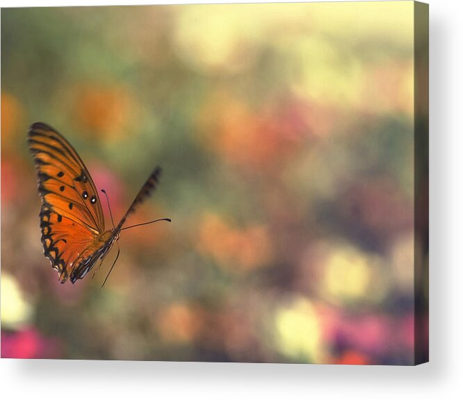 Butterfly Acrylic Print featuring the photograph In Flight by Joel Olives