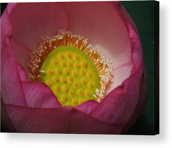 Lotus Flower Acrylic Print featuring the photograph Inside The Glowing Pink Punch Bowl by Chad and Stacey Hall