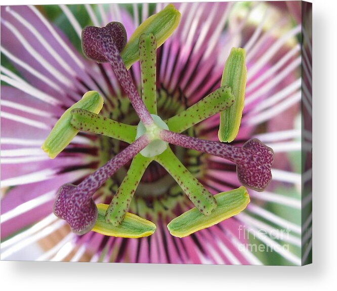 Flower Acrylic Print featuring the photograph Interchange by Holy Hands