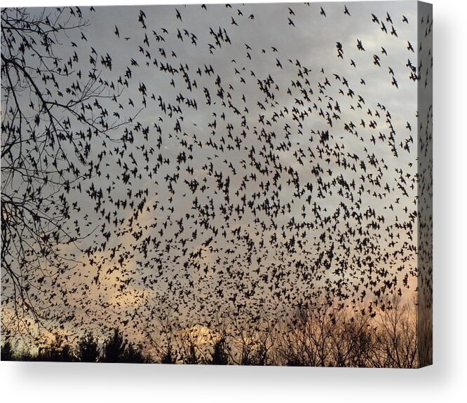 Starlings Acrylic Print featuring the photograph Invasion Of The Birds by Kim Galluzzo